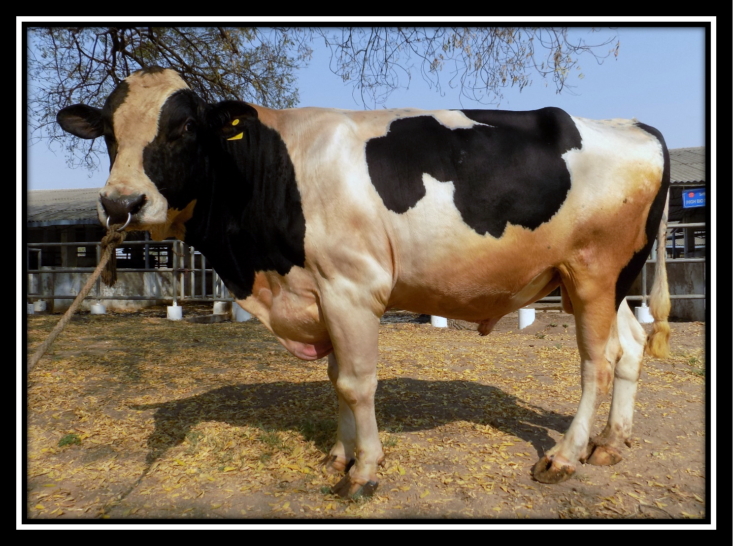 Dairy Breeders & Cattle Sellers.com